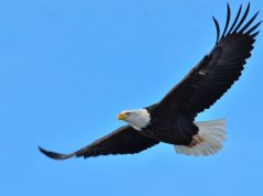 गरुड. -एक आदर्श पक्षी..