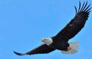 गरुड. -एक आदर्श पक्षी..