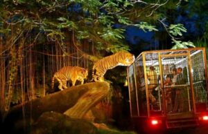 Celebrate Unforgettable Experience at Night Safari Singapore Night Safari Singapore.jpg