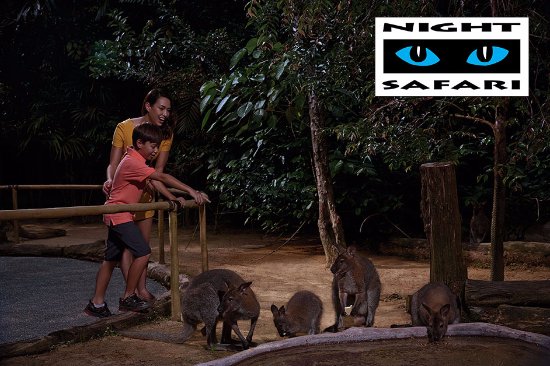 Night Safari Singapore Walking Trails